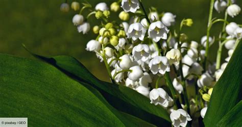 Pourquoi Offre T On Du Muguet Le 1er Mai Geo Fr