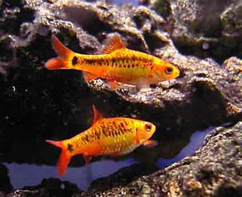 Gold Barb Tropical Fish for sale online