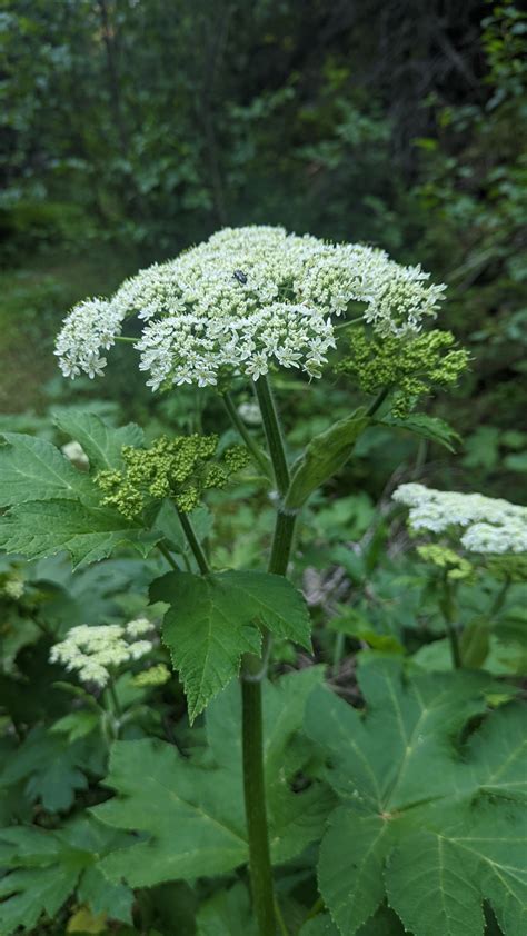 Cow Parsnip Galiano Conservancy