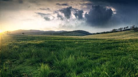 Online Crop Green Grass Field Grass Field Rain Nature Hd