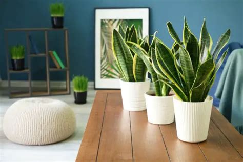 Top Snake Plant Companion Plants Updated