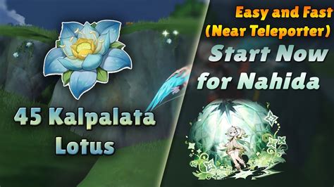 Genshin Impact Kalpalata Lotus Farming Route Preparing For Nahida