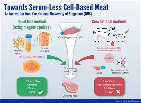 Carne Coltivata In Laboratorio Pi Appetibille Con Nuova Tecnica