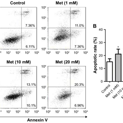 Metformin Induces Cd19 Car T Cell Apoptosis A Cd19 Car T Cells Were