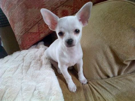 Gallery For > White Teacup Chihuahua