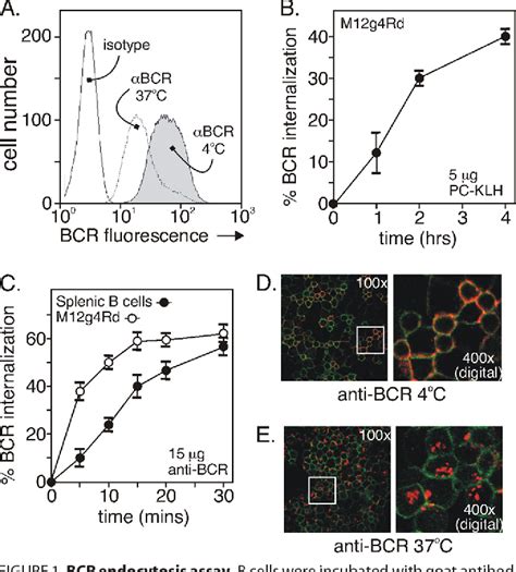 Figure 1 From Vav And Rac Activation In B Cell Antigen Receptor