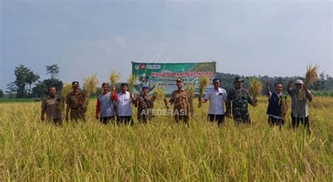 Hasil Tak Jauh Beda Dispertabun Kediri Panen Raya Demplot Padi Organik