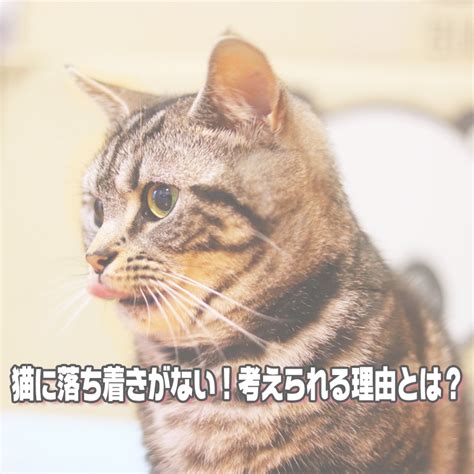 猫に落ち着きがないのはなぜ？考えられる原因と対処法をご紹介