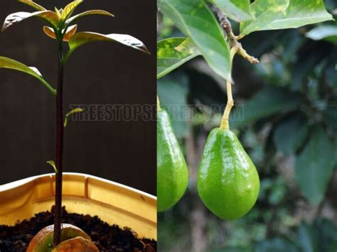 How To Grow An Avocado From A Pit A Simple Step By Step Guide