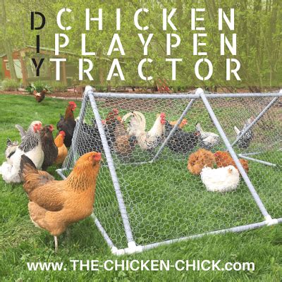 Integrating New Chickens Into The Flock The Playpen Method