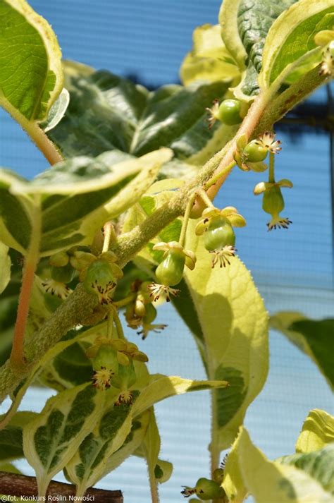 Actinidia Arguta Hokey Pokey® Polish Nurserymen Association