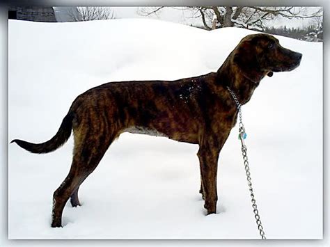 Brindle Plott Hound Plott Plott Hound Brindle Red Brindle