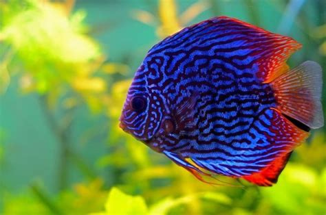 Jenis Ikan Hias Discus Populer Ikan Aquarium Air Tawar Ikan Tropis