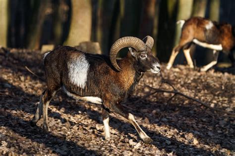 Premium Photo | Mouflon