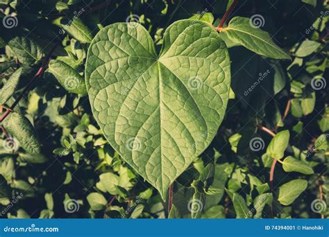 Hoja De La Planta De La Forma Del Coraz N Naturaleza Del Amor Imagen