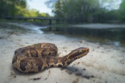 The Cottonmouth Snake: Everything You Need to Know