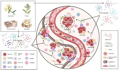 Frontiers Harnessing The Power Of Traditional Chinese Medicine