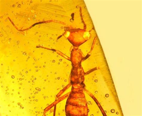This 100-Million-Year-Old Insect Trapped in Amber! : r/Amberfossil