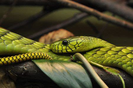 Informaci N Fascinante Sobre La Serpiente Mamba Verde