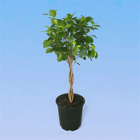 Фикус Микрокарпа Мокламе 21/90 – купить в Москве с доставкой – Plantis