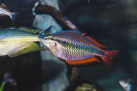 Poisson Arc En Ciel Melanotaeniidae Apparence élevage élevage