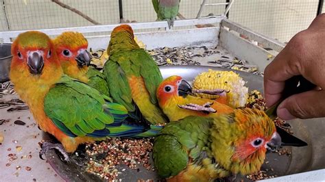 Sun Conure Baby Parrot Youtube