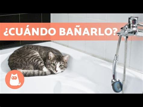 Los Efectos De Ba Ar A Tu Gato Cada D As Mis Gatos Y Yo