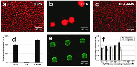 After H Cell Culture L Mouse Fibroblast Cells Show Excellent