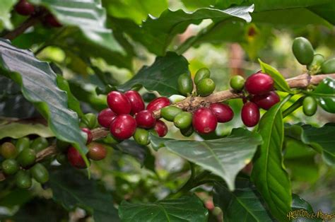 Así Se Vive Una Verdadera Experiencia Cafetera En Las Montañas De