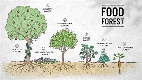 Food Forest Fundamentals - Gardening Australia