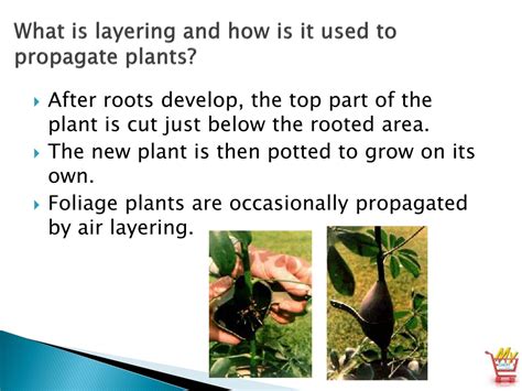 Ppt Horticulture Science Lesson 17 Propagating Plants By Division