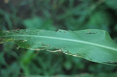 Plagas Del Sorgo Huerto En Casa