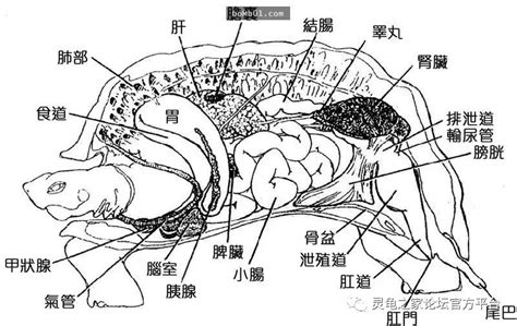 关于龟壳的八个基本知识点龟龟