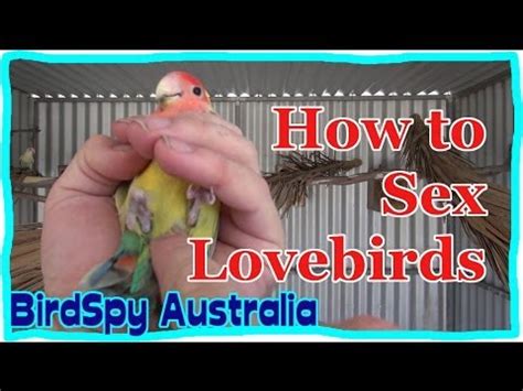 How To Sex Lovebirds BirdSpyAus YouTube