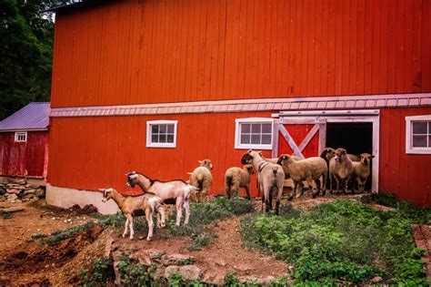 Goats With Red Barn Jack Mcconnell Photography