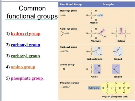 Biology Functional Groups