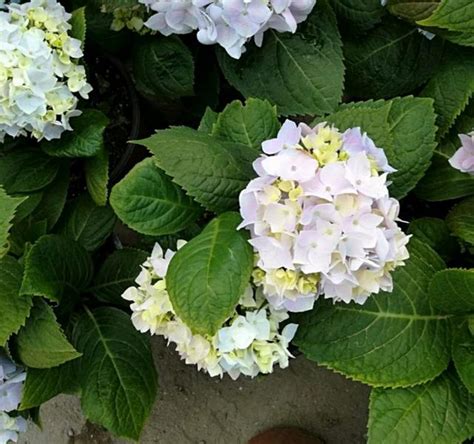 繡球無盡夏需要春化才會開花嗎？繡球無盡夏在冬季該怎麼養 每日頭條