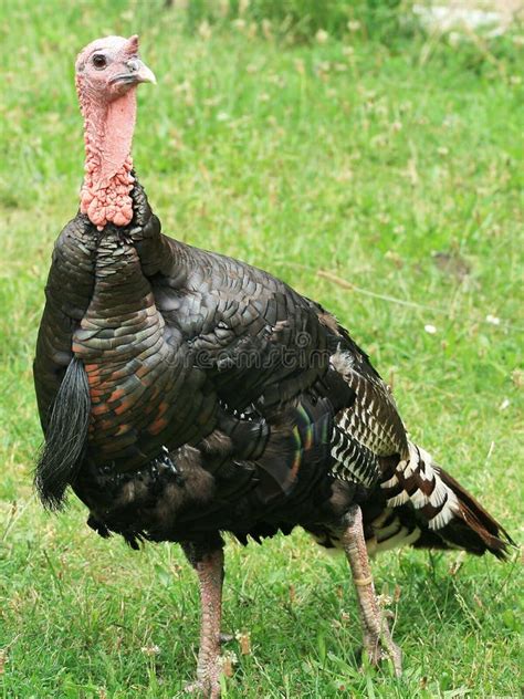 Turkey Hen Stock Image Image Of Backlit Bird Domestic 5730091