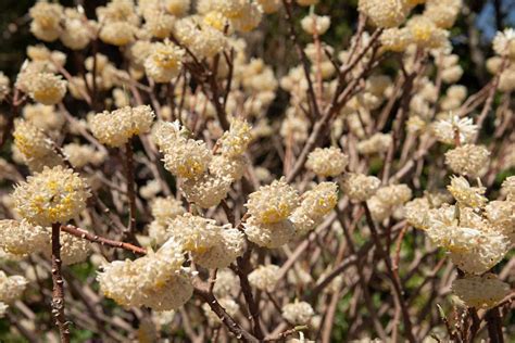 Growing the Paperbush Plant in the Home Garden