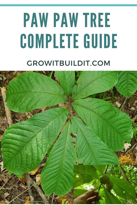 Paw Paw Tree Complete Guide To Americas Native Tropical Fruit