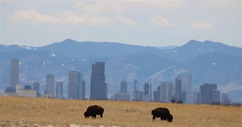 Bison At Rocky Mountain National Arsenal Wildlife Refuge Rdenver