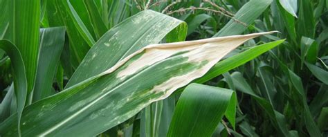 Sunscald In Corn And Soybean Pioneer Seeds