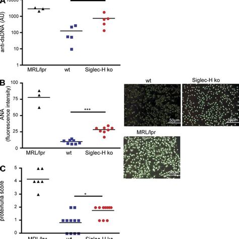 Aging Siglec H Ko Mice Develop Mild Signs Of Autoimmunity A