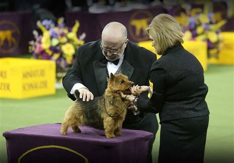 Westminster Dog Show 2024 Dates Winners - Karna Joella