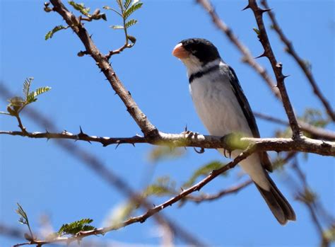 Foto Golinho Sporophila Albogularis Por Angela Salgado Wiki Aves