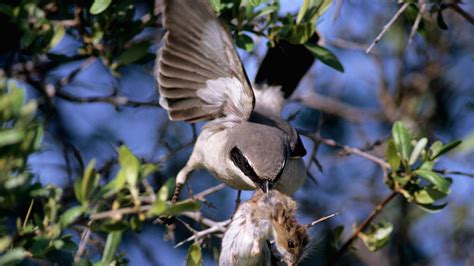 Loggerhead shrike: The brutal 'butcherbird' that impales its prey on ...