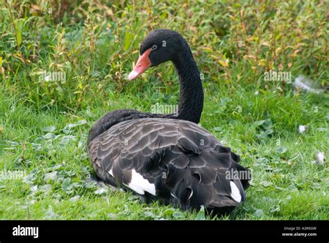 Black Swan Cygnus Atratus Native Of Australian Stock Photo Alamy