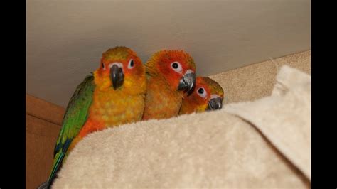 Cute Conures Baby Sun Conures Youtube