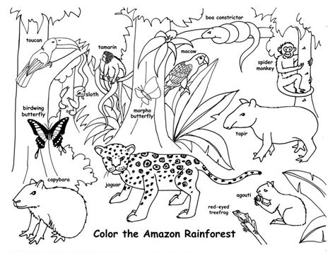 Rainforest Animal Drawing