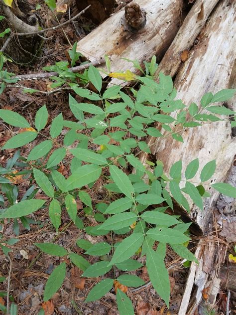 Chinese Wisteria Invasive Plants Of Maryland · Inaturalist